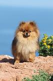 SPITZ ALLEMAND 352